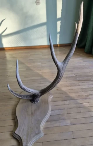 Interjero akcentas ragai